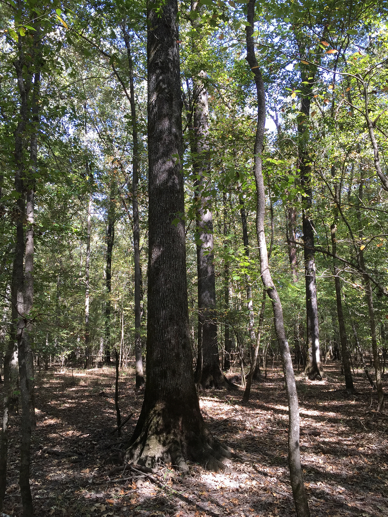 A straight cherrybark oak tree with no lower branches, surrounded by other cherrybark oaks.